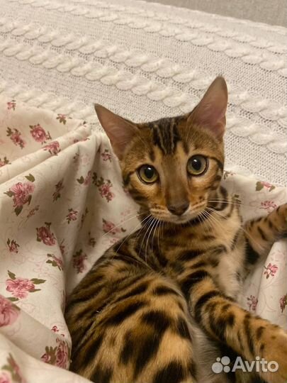 Бенгальские котята