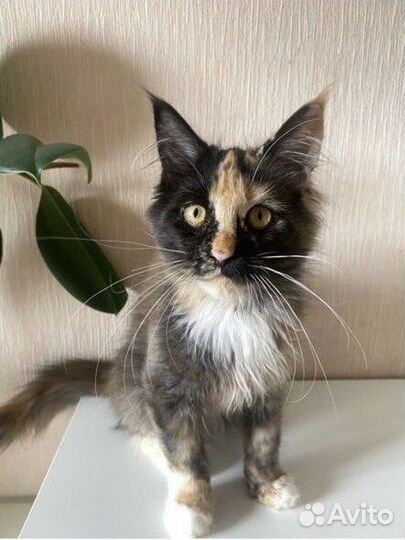 Трехцветная кошечка мейнкун