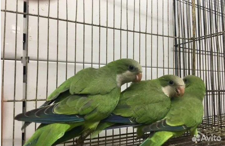 Попугай монах квакер калита