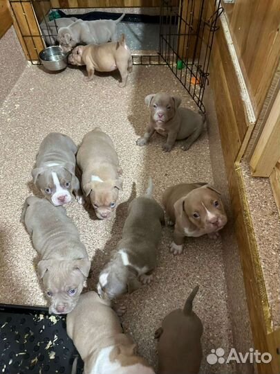 Собаки щенки американского булли