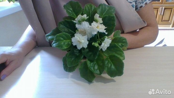 Цветы фиалки