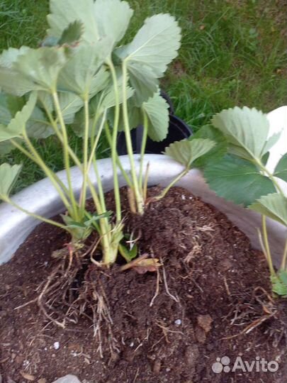 Клубника Купчиха, Фестивальная