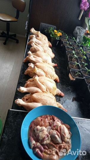 Мясо,цыплят бройлеров и индейки домашнее