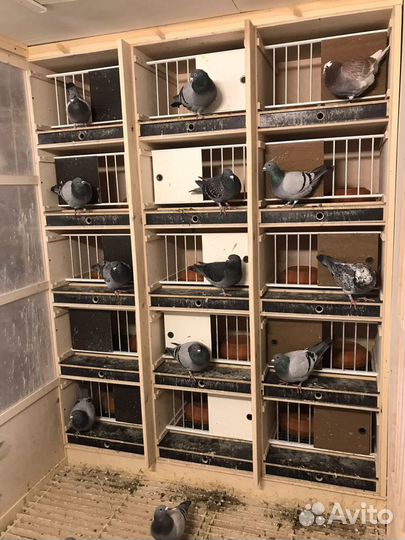 Продажа голубей от знаменитых заводчиков