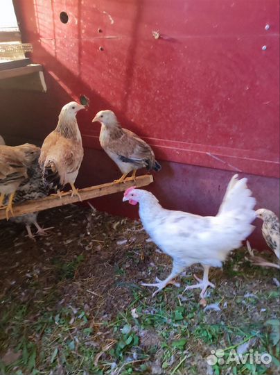 Молодые курочки
