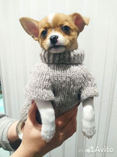 Одежда для собачки мелкой породы