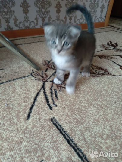 Продам кошечку