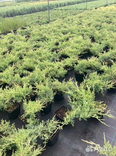 Можжевельник горизонтальный