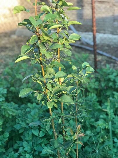 Дом 65 м² на участке 6 сот.