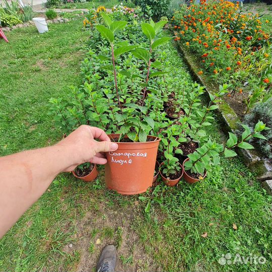 Гортензия Самарская Лидия