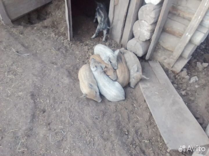 Поросята Венгерская Мангалица