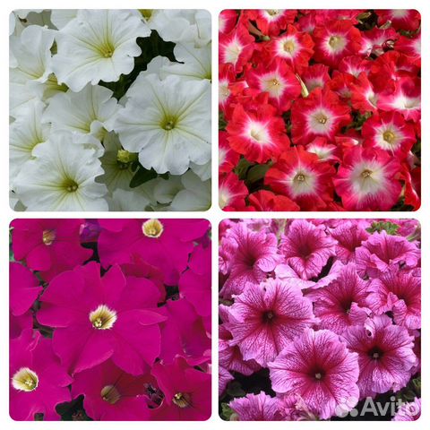 Проф. семена цветов в мелкой фасовке