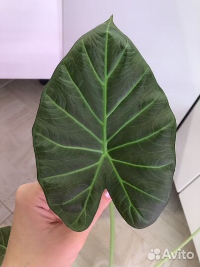 Алоказия хетерофилла