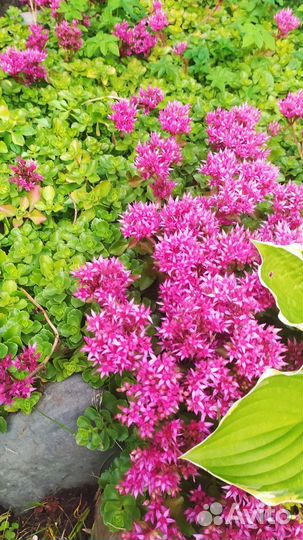 Очиток, дицентра(разбитое сердце)