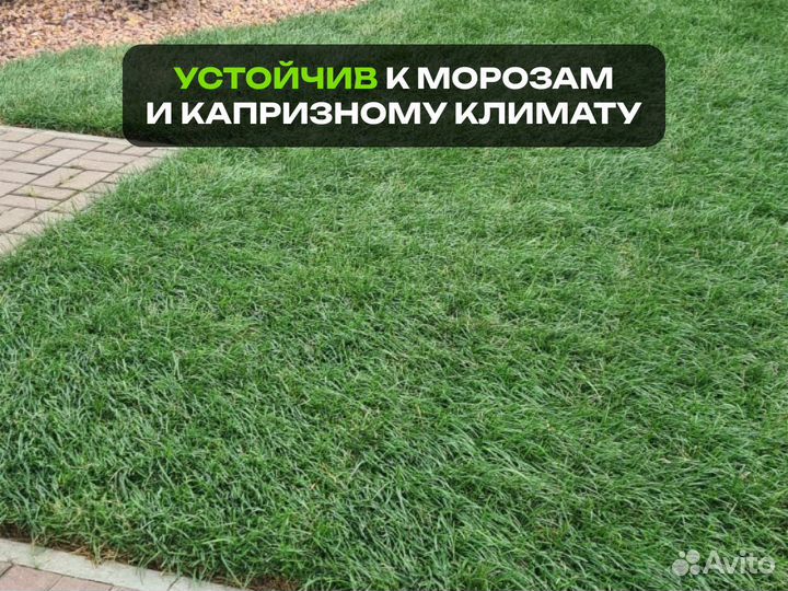 Рулонный газон Спорт. От производителя