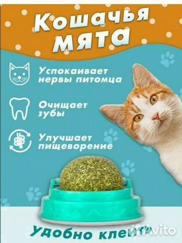 Мята для кошек,лакомство