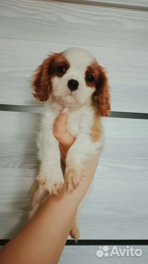 Кавалер кинг детки конфетки