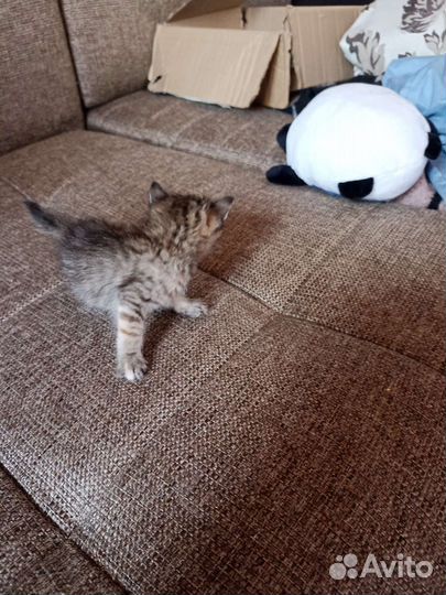 Кошка в дар бесплатно