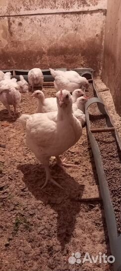 Куры бройлеры коб. 700