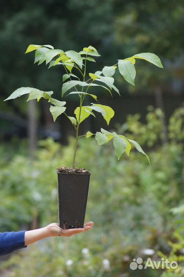 Грецкий орех саженцы