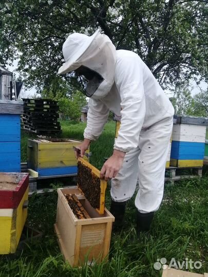 Пчелопакеты Бакфаст. Матки