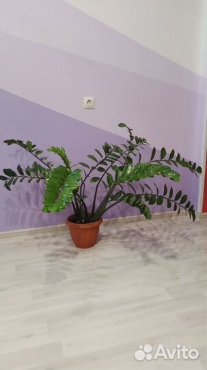 Замиокулькас