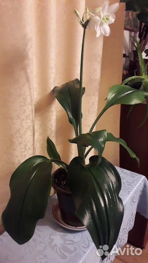 Эухарис цветущий (Амазонская лилия)