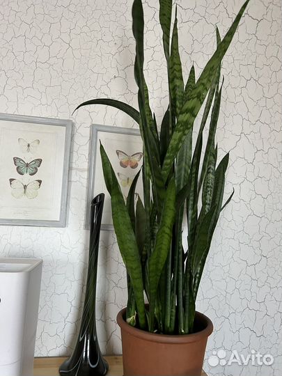 Сансевиерия