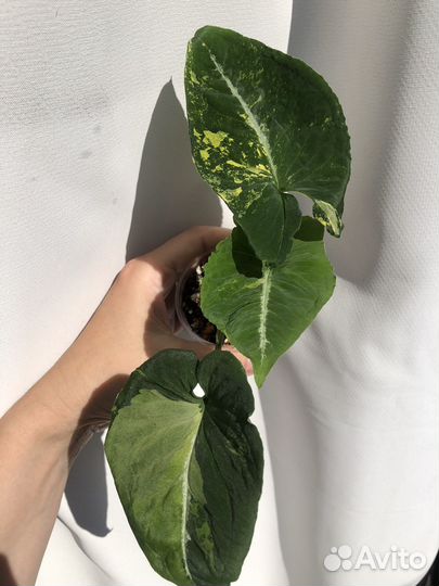 Сингониум яичница