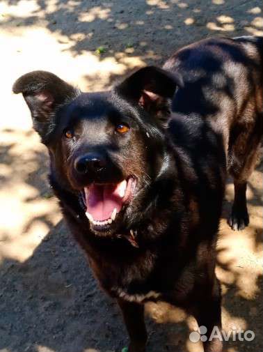 Разные щенки и собаки хотят домой