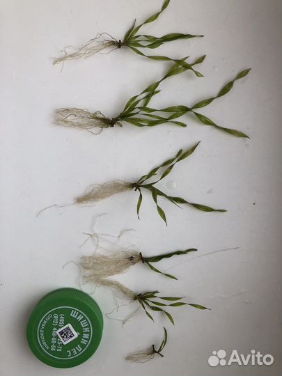 Валиснерия спиральная