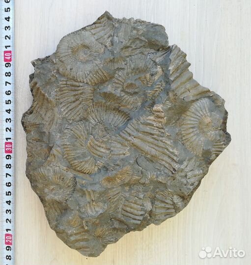 Древнее дно моря 2