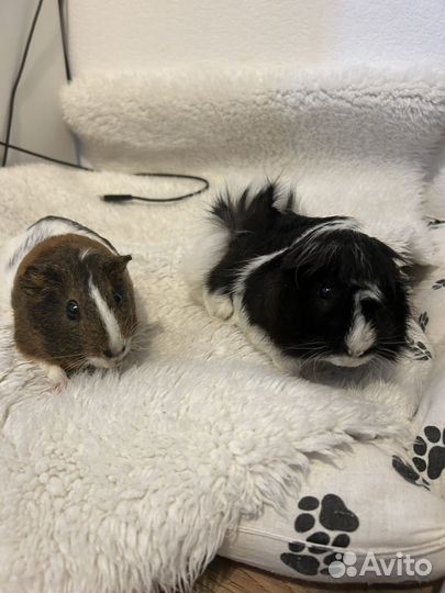 Морская свинка