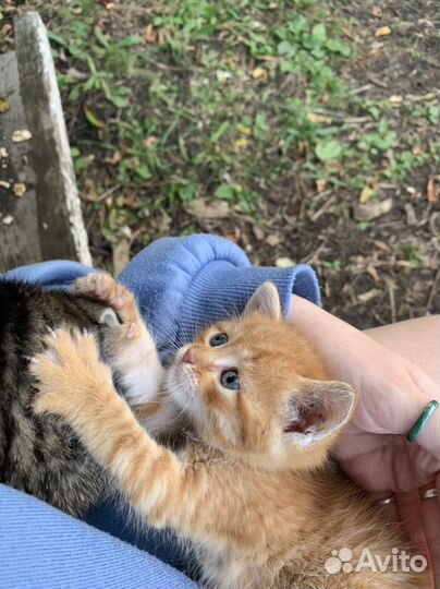 Котята в добрые руки