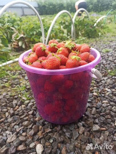 Клубника в наличие