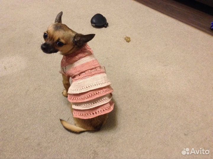 Одежда для маленьких собак