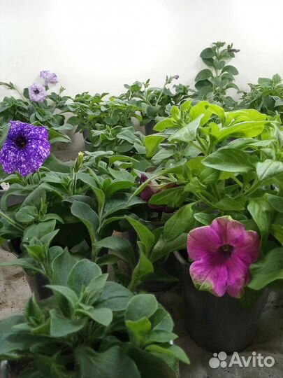 Петуния вегетативная