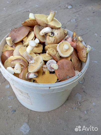 Грибы маслята свежие