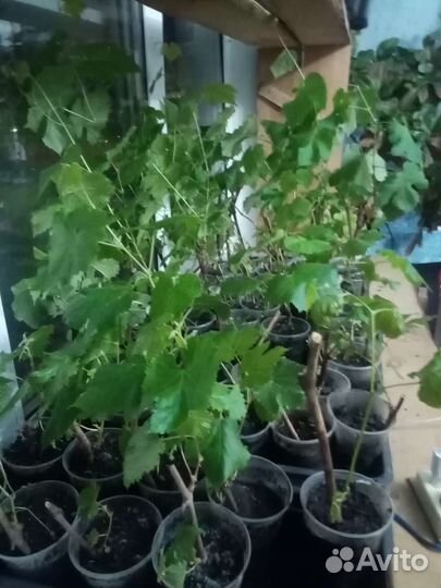 Саженцы винограда