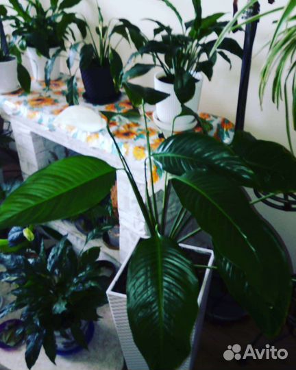 Спатифиллум и другие комнатные цветы