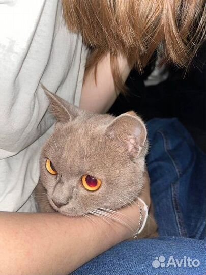 Отдам кота в добрые руки