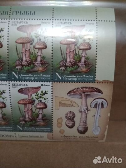 Ядовитые грибы. Беларусь 2022, мл с купоном