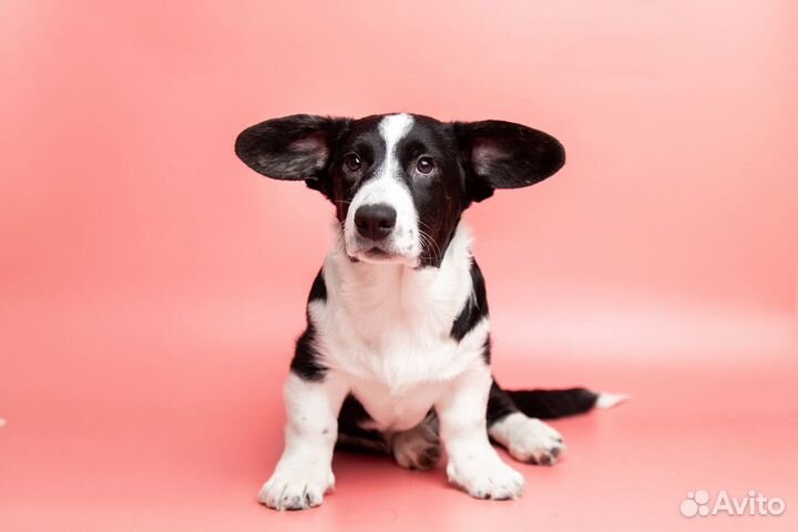 Щенки Вельш Корги Кардиган