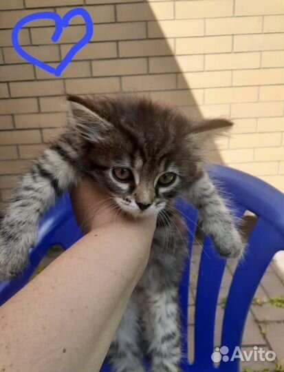 Котята бесплатно в дар