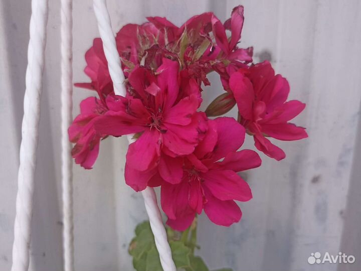 Гибискус оранж