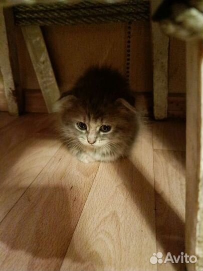 Котëнок в добрые руки