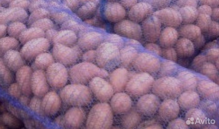 Продам картофель
