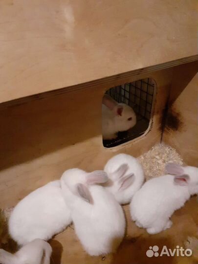 Крольчата
