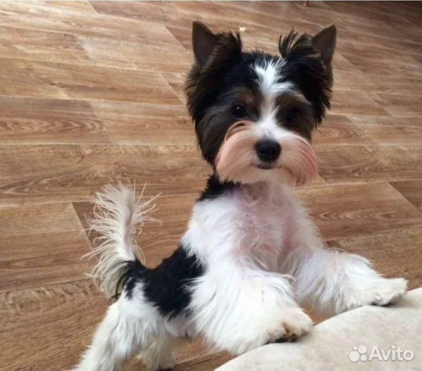 Йоркширский терьер мини