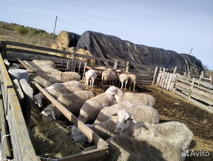 Овцеферма действующая